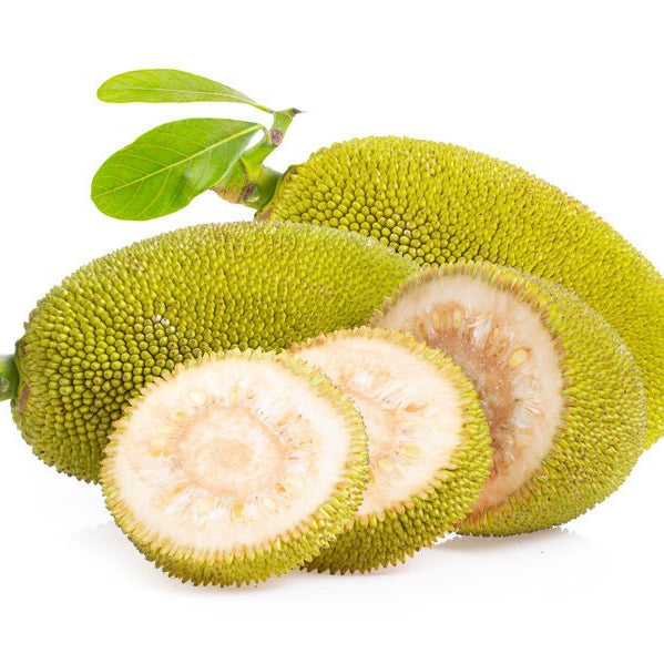 Jackfruit Extract Water Soluble Bulk Naturals