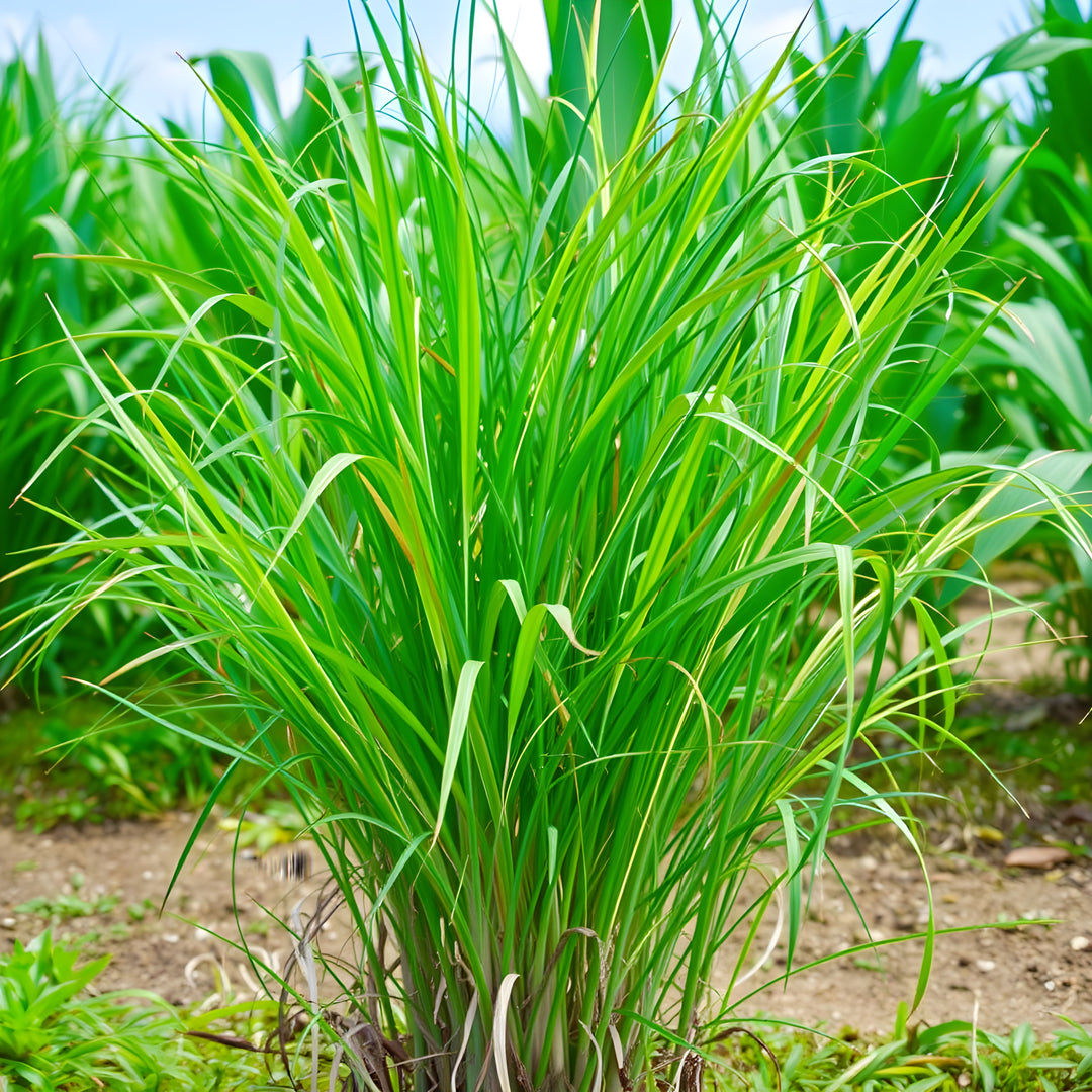 Lemongrass Water Hydrosol