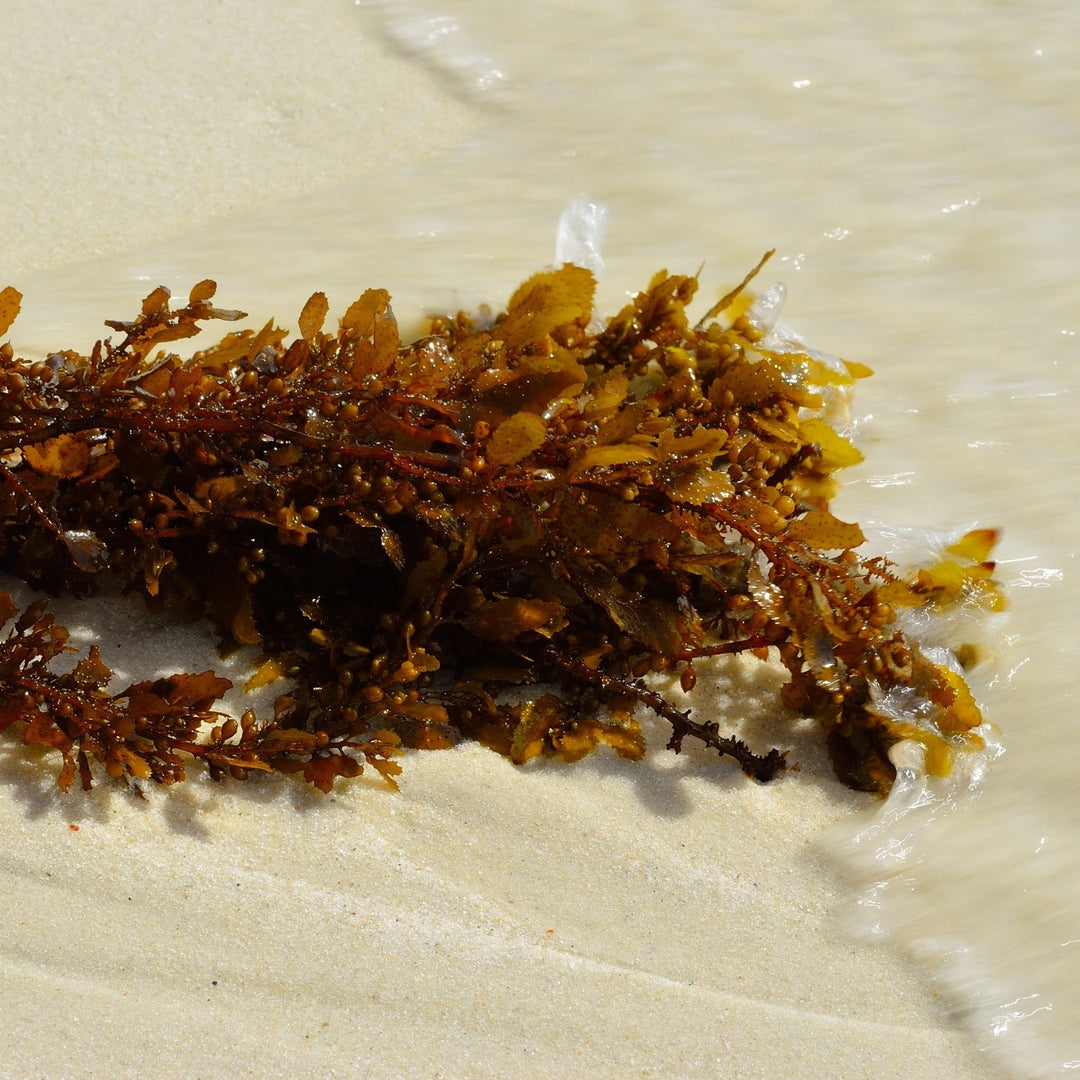 sargassum