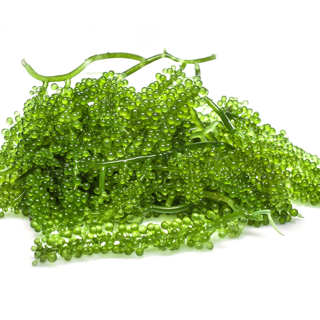 GREEN CAVIAR OIL (CAULERPA LENTILLIFERA) • OIL SOLUBLE HYALURONIC ACID • MINERAL RICH • ANTI-INFLAMMATORY