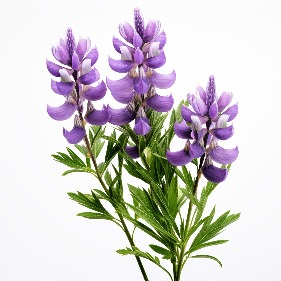 Lupine Peptide Powder: Organic Anti-Aging Solution