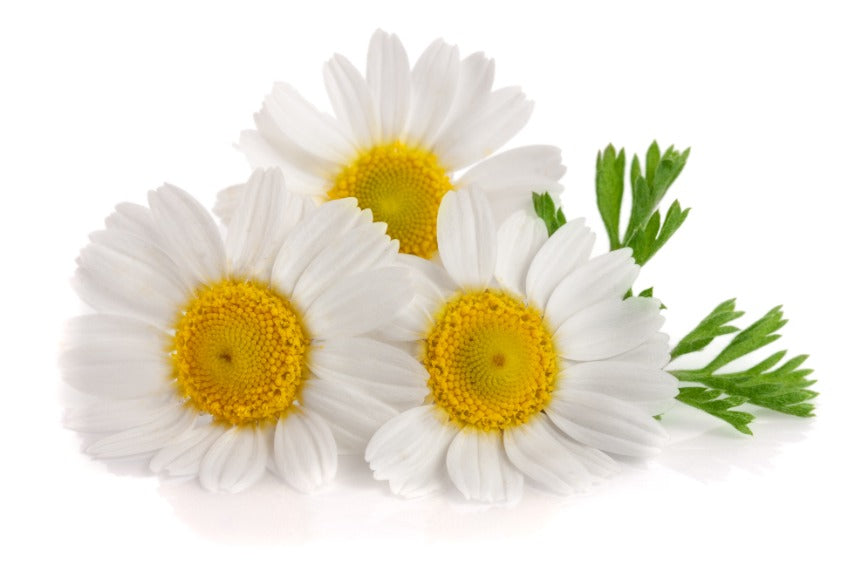 Chamomile Flower 