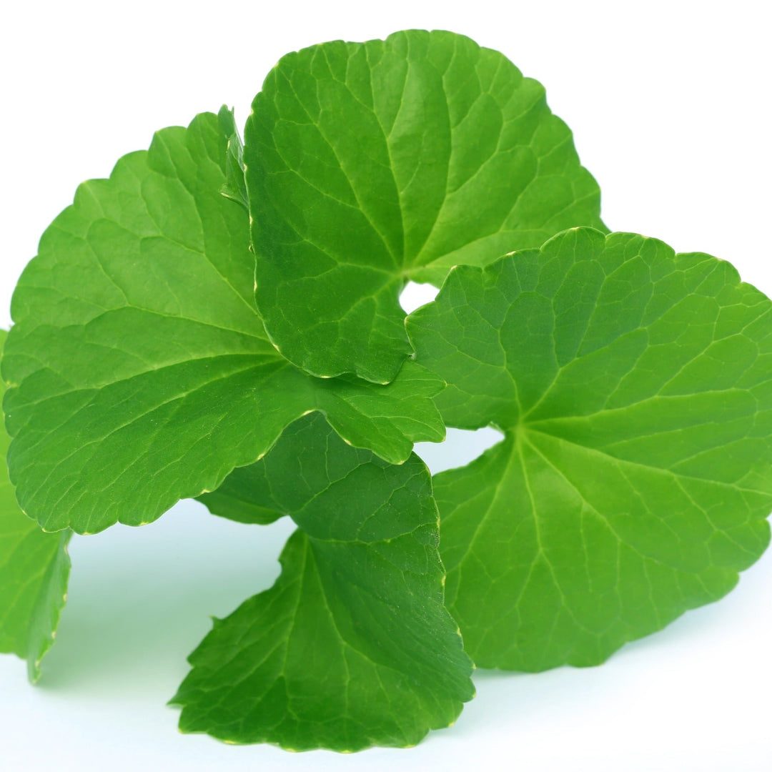 GOTU KOLA EXTRACT G - WATER SOLUBLE