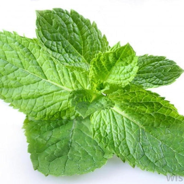 PEPPERMINT WATER HYDROSOL (MENTHA PIPERITA)